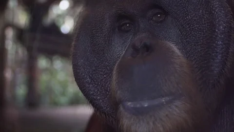 Portrait of a monkey orangutan close-up Stock Footage 74166272