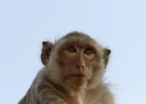 Portrait monkey Stock Photos