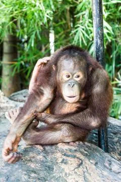 Portrait of monkey Stock Photos