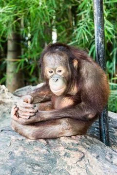 Portrait of monkey Stock Photos