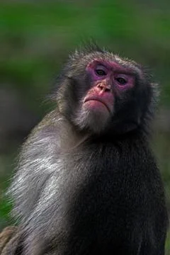 Portrait of monkey Stock Photos