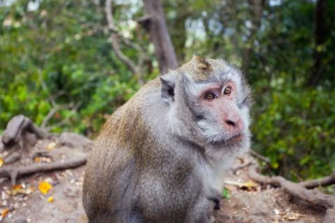 Portrait of a monkey Foto stock