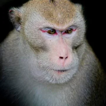 Portrait of monkey Stock Photos