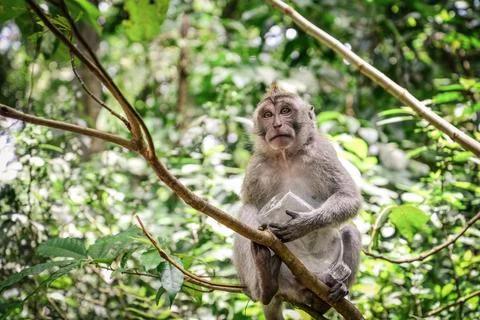 Portrait of a monkey Stock Photos