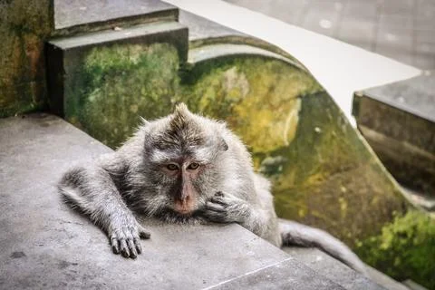Portrait of a monkey Stock Photos