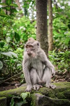 Portrait of a monkey Stock Photos
