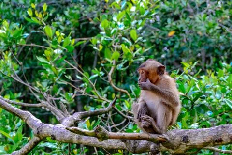 Portrait of a monkey in Sac forest. Stock Photos