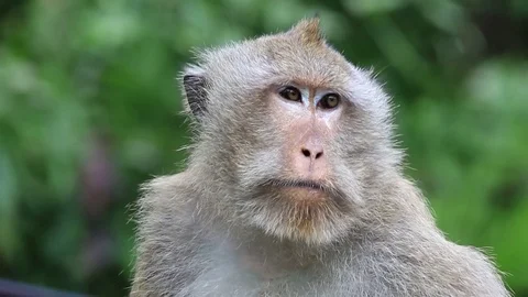Portrait monkey at sacred monkey forest. Ubud, Bali, Indonesia Stock Footage