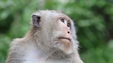 Portrait monkey in sacred monkey forest. Ubud, Bali, Indonesia. Close up Stock Footage 77818143