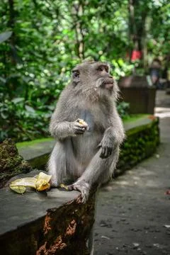 Portrait monkey in Sacred Monkey Forest Stock Photos