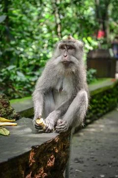 Portrait monkey in Sacred Monkey Forest Stock Photos