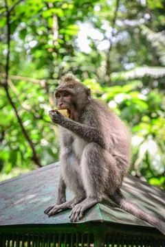 Portrait monkey in Sacred Monkey Forest Stock Photos