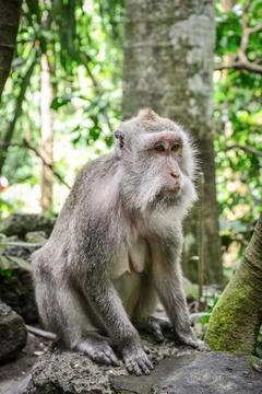 Portrait monkey in Sacred Monkey Forest Stock Photos