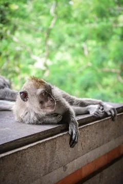 Portrait monkey in Sacred Monkey Forest Stock Photos