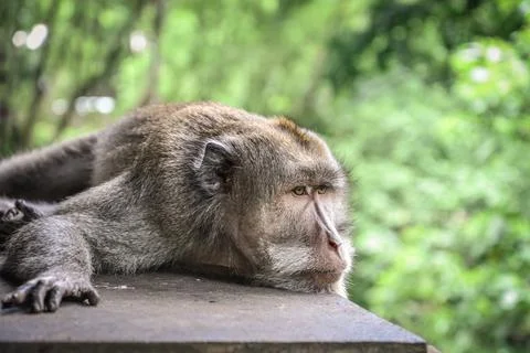 Portrait of a monkey in Sacred Monkey Forest Stock Photos