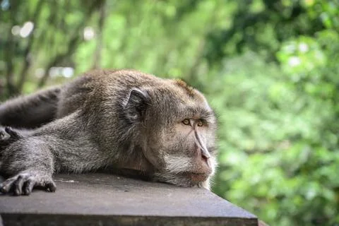 Portrait of a monkey in Sacred Monkey Forest Stock Photos
