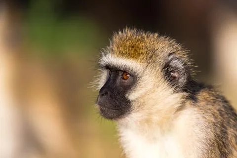 The portrait of a monkey in the savannah of Kenya Stock Photos