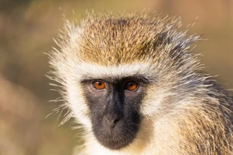 The portrait of a monkey in the savannah of Kenya Stock Photos