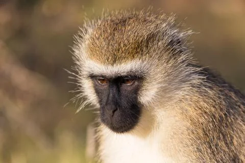 The portrait of a monkey in the savannah of Kenya Stock Photos