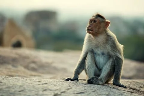 Portrait of a monkey with a serious expression Stock Photos