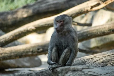 Portrait of monkey sitting alone on the tree Stock Photos