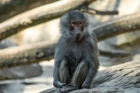 Portrait of monkey sitting alone on the tree Stock Photos