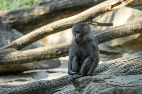 Portrait of monkey sitting alone on the tree Stock Photos