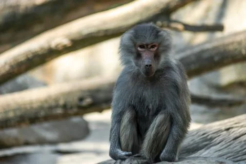 Portrait of monkey sitting alone on the tree Stock Photos