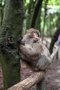 Portrait of a monkey sitting on log monkey forest germany close up fluffy cut Stock Photos