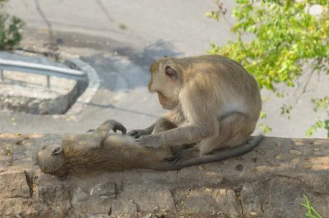 Portrait of a monkey sleep on the wall. Stock Photos
