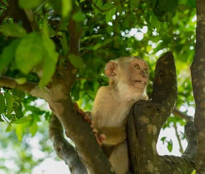 Portrait of a monkey on a tree Stock Photos