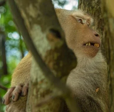 Portrait of a monkey on a tree Stock Photos