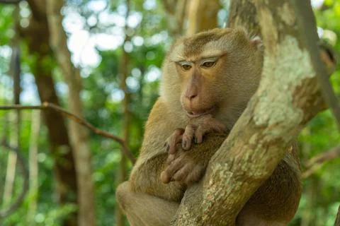 Portrait of a monkey on a tree Stock Photos