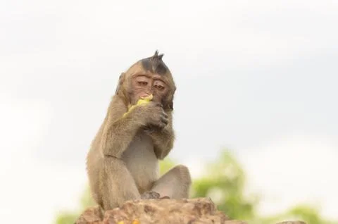 Portrait of a monkey in wildlife Stock Photos