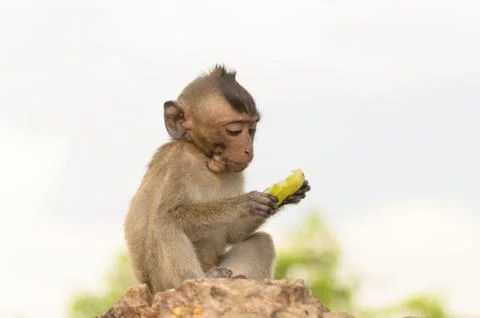 Portrait of a monkey in wildlife Foto stock