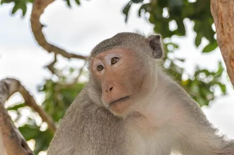 Portrait of a monkey in wildlife 스톡 사진