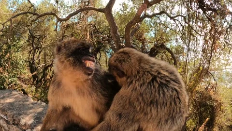 Portrait of monkeys looking at each other in a natural reservation park Video stock 159658762