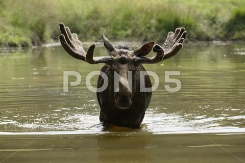 Portrait of Moose (Alces alces) in Water, Germany Stock Photos