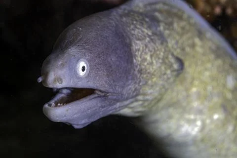 Portrait of a Moray Eel Stock Photos