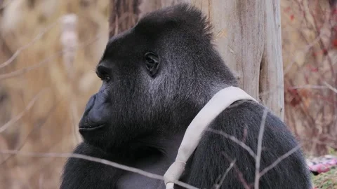 Portrait of a mountain gorilla looking in different directions Stock Footage 320797669