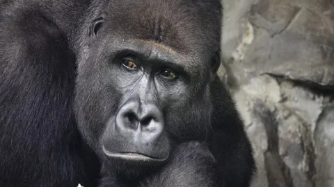 Portrait of a mountain gorilla meditating on a background of stones Stock Footage 272173785