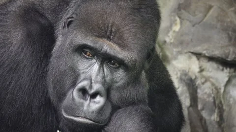 Portrait of a mountain gorilla meditating on a background of stones Stock Footage 272173908