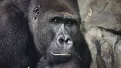 Portrait of a mountain gorilla meditating on a background of stones Stock Footage 272173910