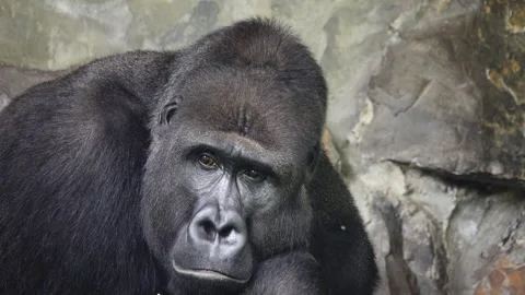 Portrait of a mountain gorilla meditating on a background of stones Stock Footage 272174083