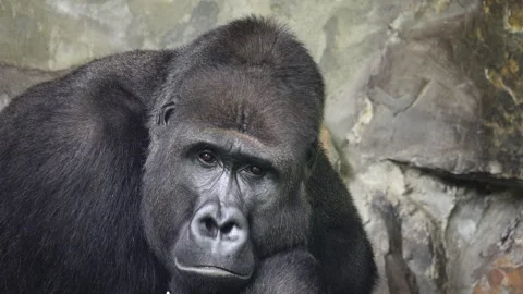 Portrait of a mountain gorilla meditating on a background of stones Stock Footage 272174132