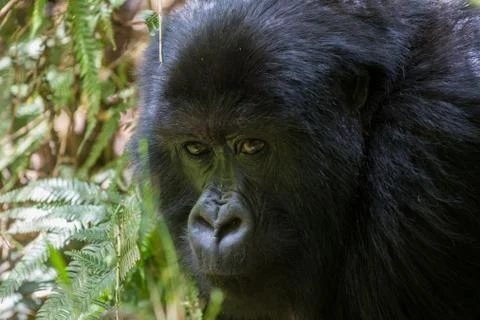 Portrait of mountain gorilla Fotos de archivo