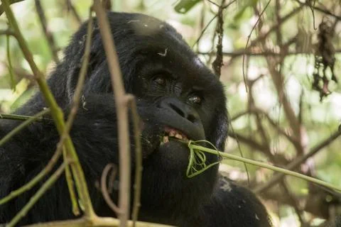 Portrait of mountain gorilla Stock-Fotos