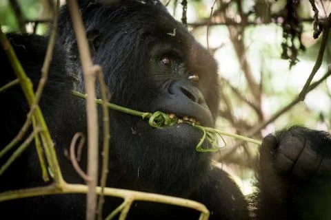 Portrait of mountain gorilla Fotos de archivo