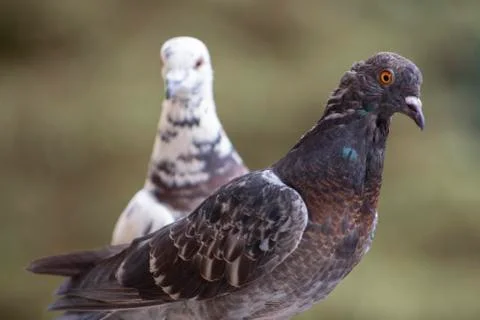 Portrait of a multicolored dove. Stock Photos