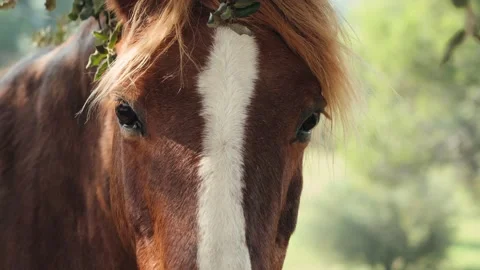 A portrait of the muzzle of a beautiful young bay horse. Stock-Footage 334836672